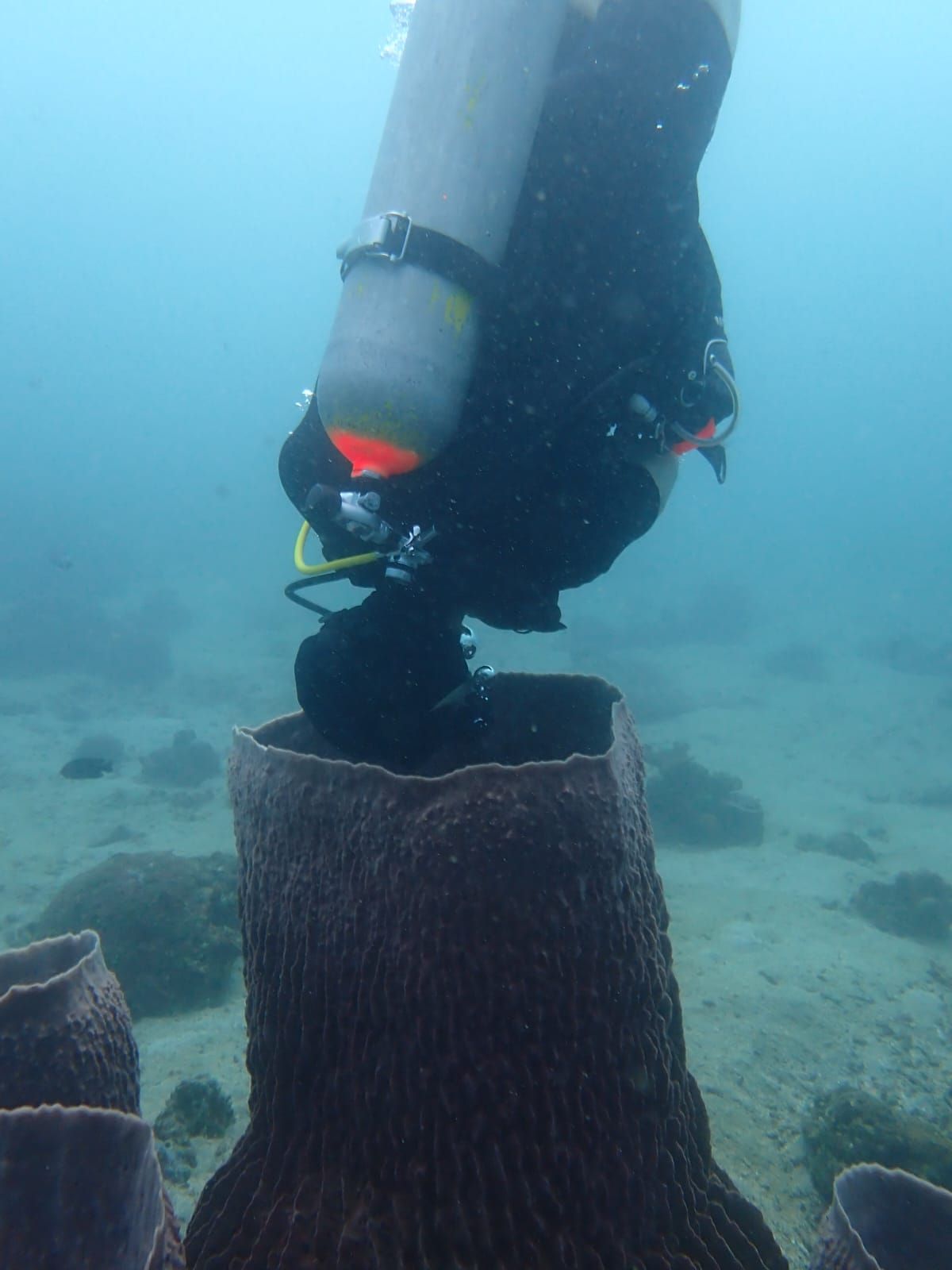 Fun Diving